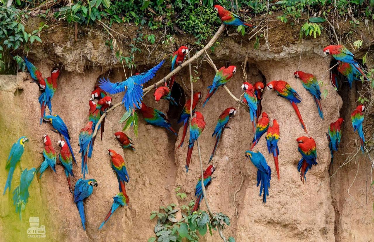 Monte Amazonico Lodge Tambopata Екстериор снимка
